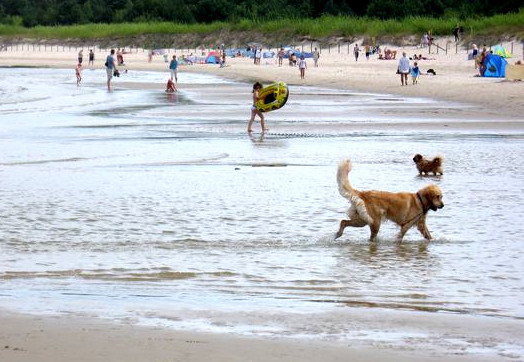 Welche Regeln gelten für einen Urlaub mit Hund am Meer in Swinemünde?